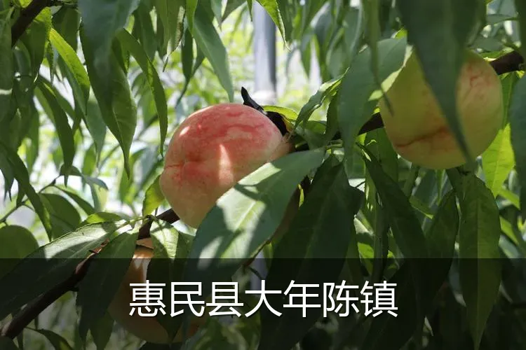惠民县大年陈镇